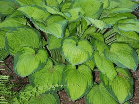 Plants for Dry Shade