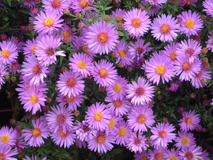 Hardy Aster - Aster novi-belgii 'Wood's' from Kings Garden Center
