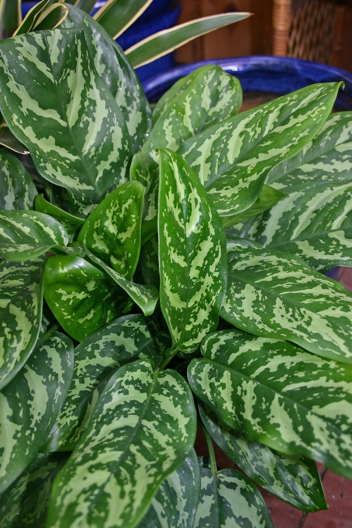 Aglaeonema - Aglaonema 'Mary Ann' from Kings Garden Center