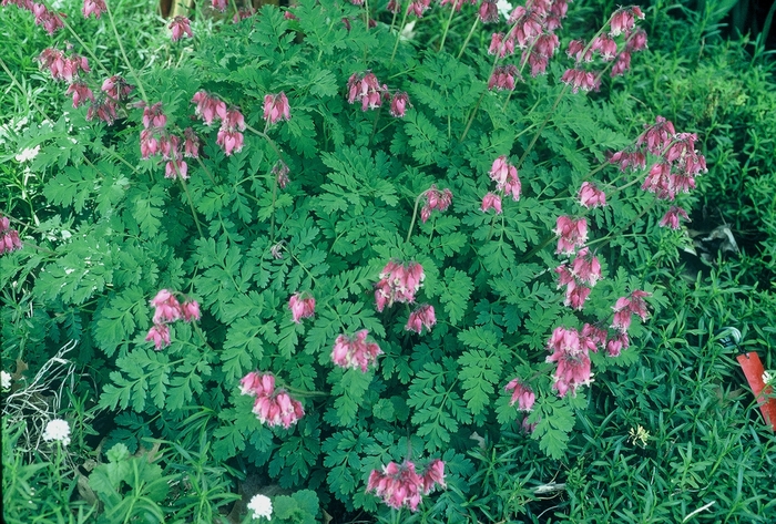 Fern-Leaf Bleeding Heart - Dicentra formosa 'Luxuriant' from Kings Garden Center