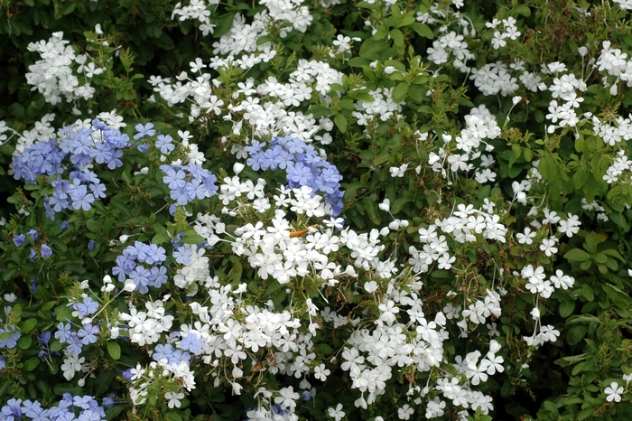 Plumbago - Plumbago auriculata from Kings Garden Center