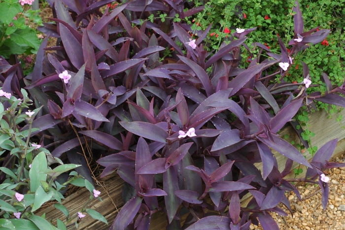 Purple Heart - Setcrasea pallida 'Purple' from Kings Garden Center