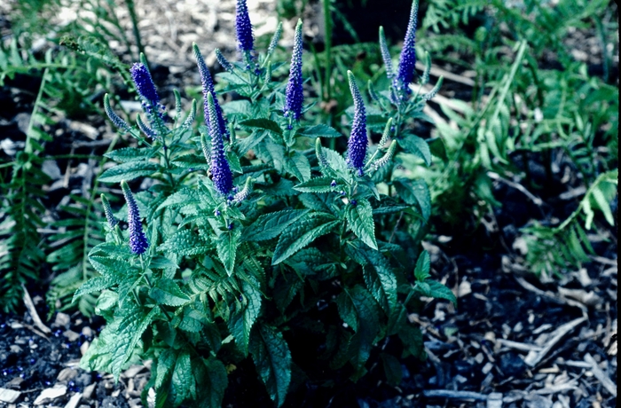 Speedwell - Veronica from Kings Garden Center