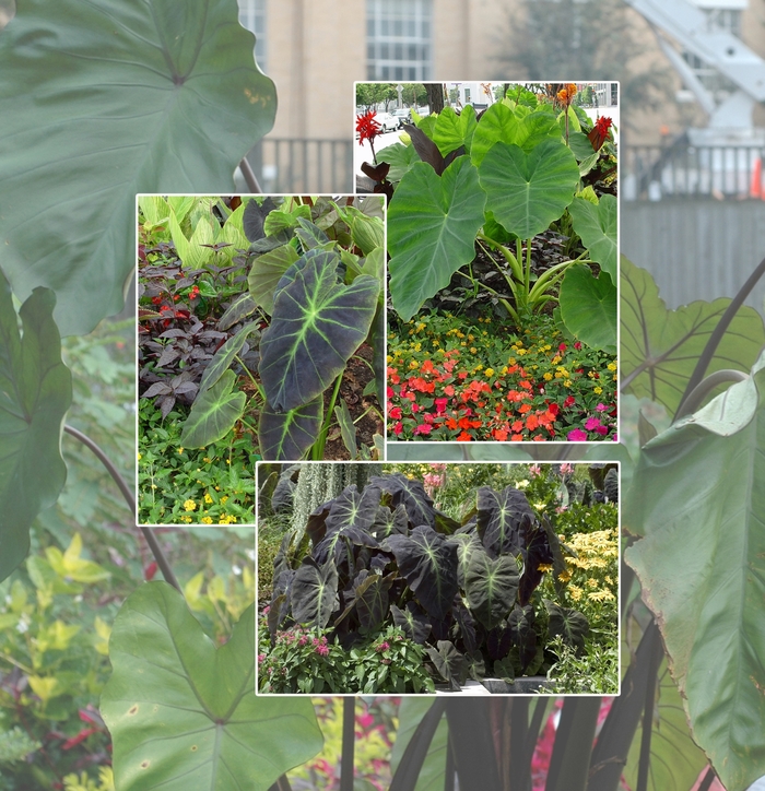 Colocasia - Elephant's Ear - Multiple Varieties from Kings Garden Center