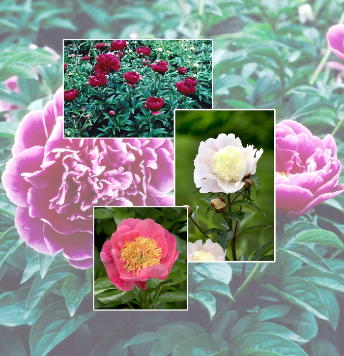 Peony - Paeonia 'Multiple Varieties' from Kings Garden Center