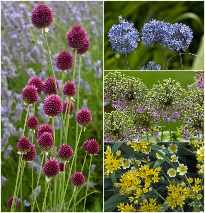 Allium - Allium Multiple Varieties from Kings Garden Center