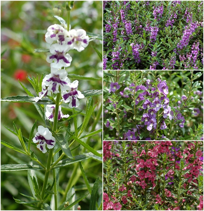 Multiple Varieties - Angelonia angustifolia from Kings Garden Center