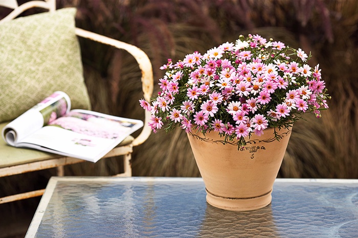 Argyranthemum - Marguerite Daisy - Multiple Varieties from Kings Garden Center