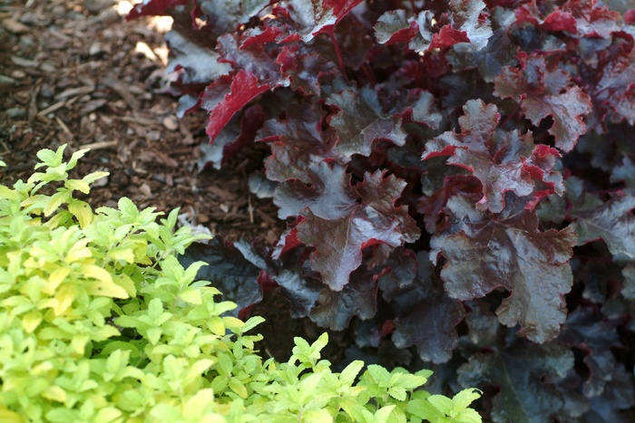 Coral Bells - Heuchera 'Black Beauty' from Kings Garden Center
