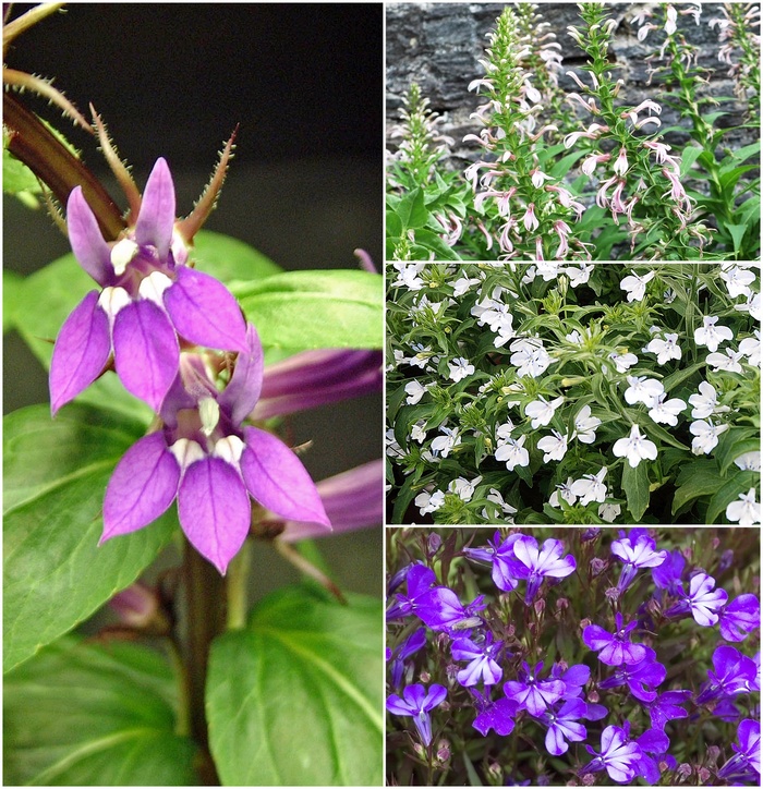Lobelia - Multiple Varieties from Kings Garden Center