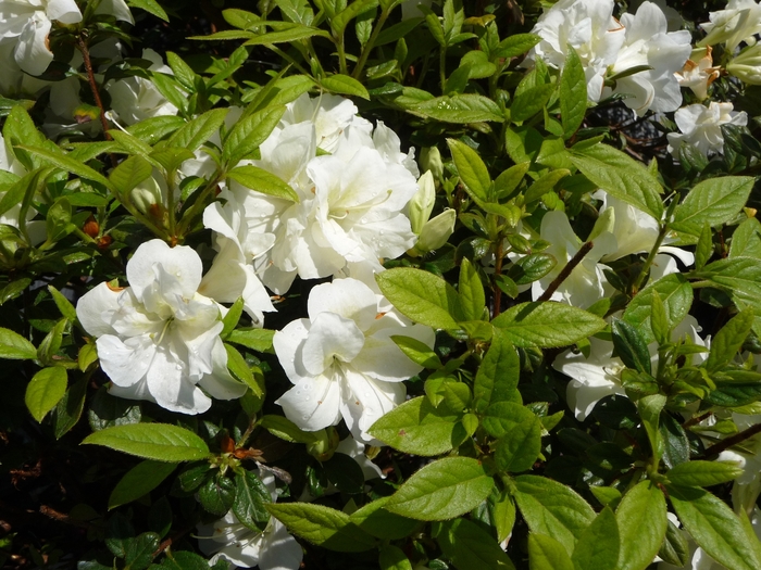 Moonlight™ Encore Azalea - Azalea x 'Moonlight™ (Robler)' from Kings Garden Center