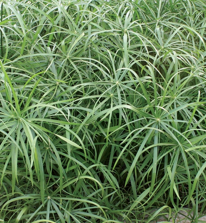 Baby Tut™ Umbrella Grass - Cyperus involucratus 'Baby Tut' from Kings Garden Center