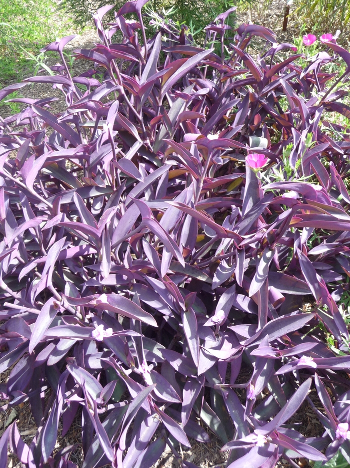 Purple Heart Wandering Jew - Setcreasea 'Purple Heart' from Kings Garden Center
