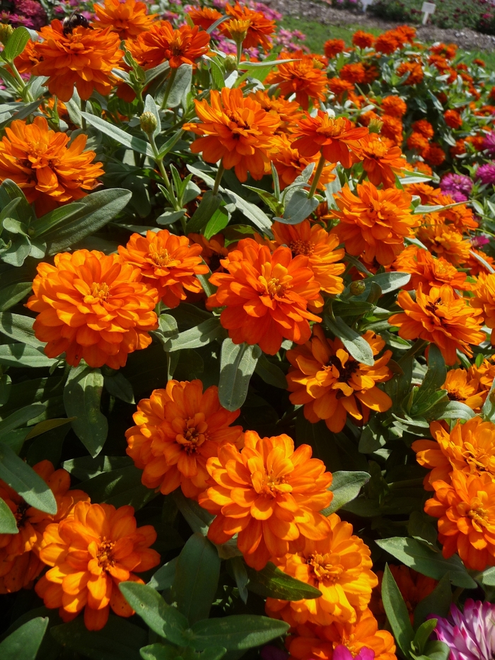 Zinnia - Zinnia hydrid 'Profusion Fire' from Kings Garden Center