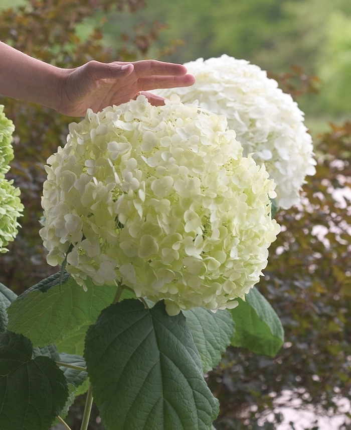 Incrediball® Smooth Hydrangea - Hydrangea arborescens from Kings Garden Center