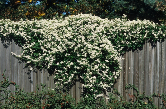 Sweet Autumn Clematis - Clematis paniculata from Kings Garden Center