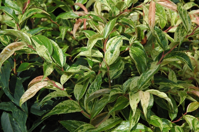 Leucothoe - Leucothoe fontanesiana from Kings Garden Center