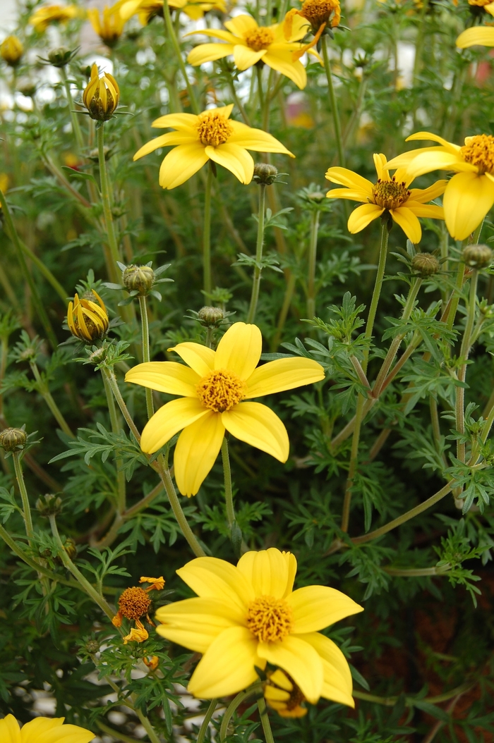 Bidens - Bidens ferulifolia 'Mexican Gold™ from Kings Garden Center