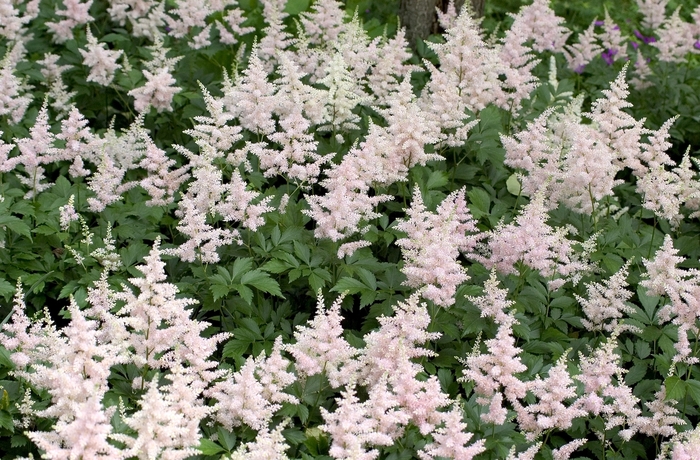 False Spirea - Astilbe japonica 'Peach Blossom' from Kings Garden Center