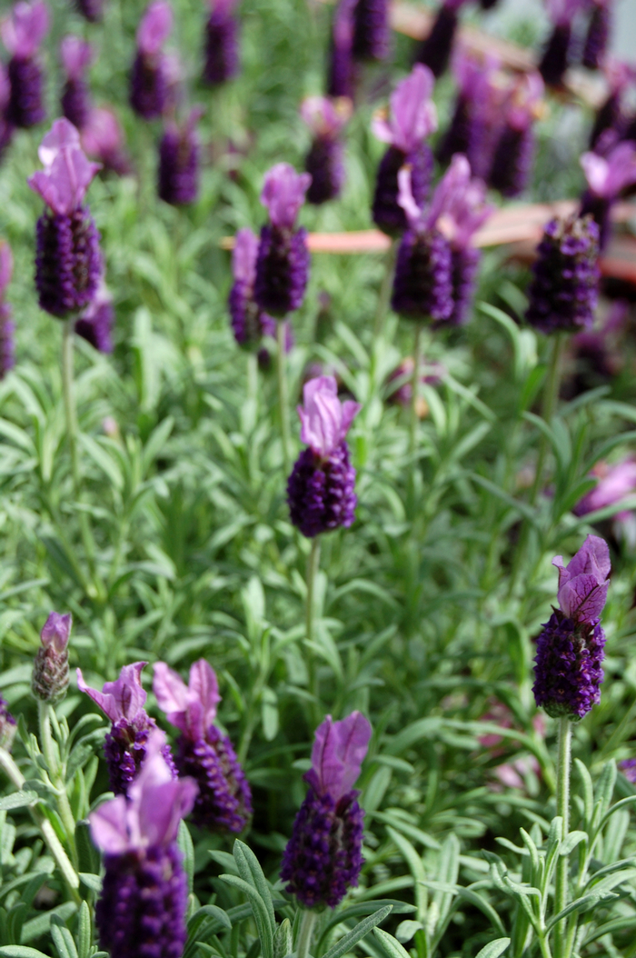 Anouk Lavender - Lavendula stoechas 'Anouk' from Kings Garden Center