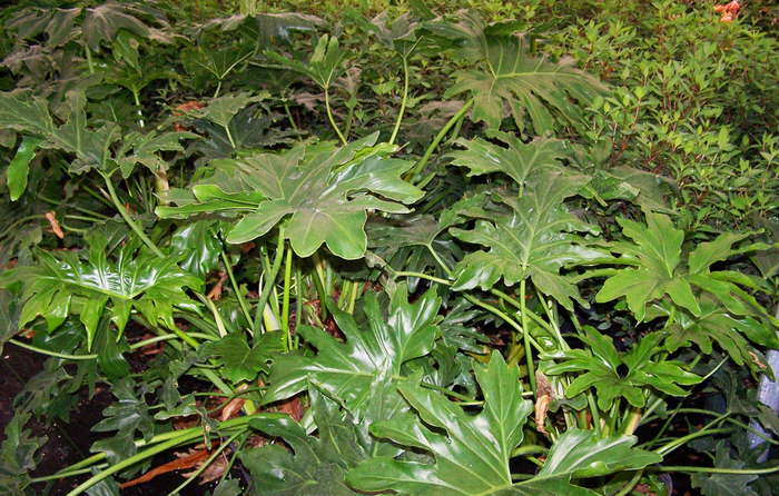Philodendron - Philodendron selloum from Kings Garden Center