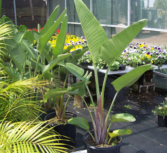 Giant White Bird of Paradise - Strelitzia nicolai from Kings Garden Center