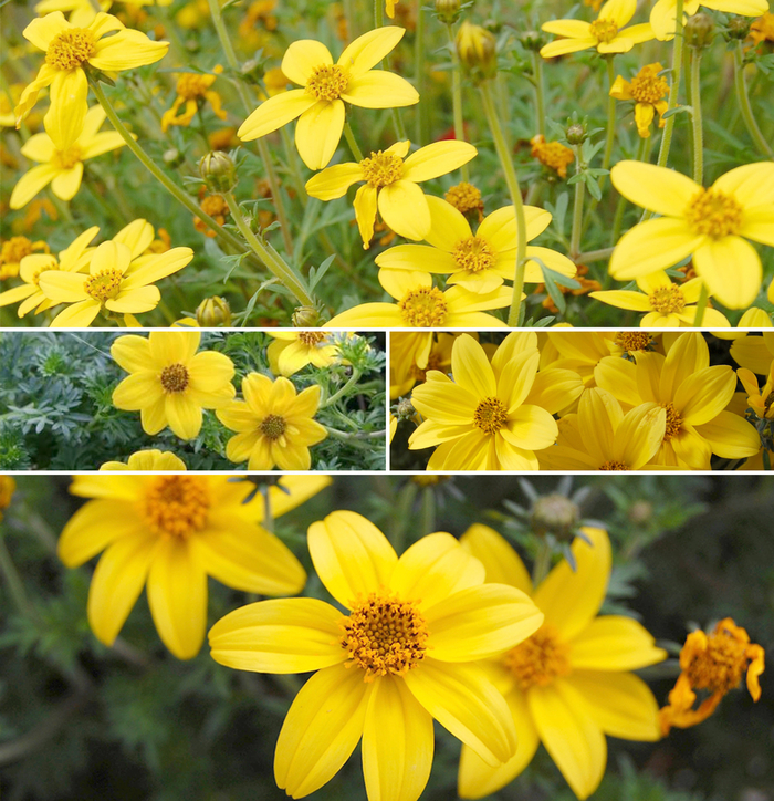 Bidens - Bearded Beggarticks - Multiple Varieties from Kings Garden Center
