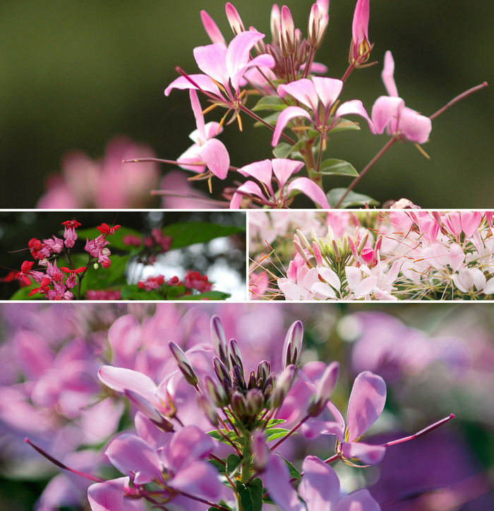 Cleome - Spider Flower - Multiple Varieties from Kings Garden Center