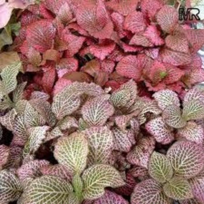 Nerve Plant - Fittonia verschaffeltii from Kings Garden Center