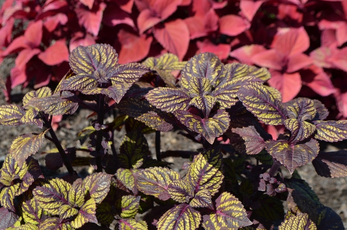 Coleus - Solenostemon scutellarioides 'Fishnet Stockings' from Kings Garden Center