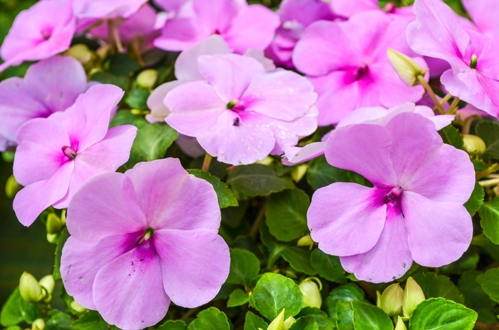 Impatiens - Impatiens walleriana 'Super Elfin® XP Blue Pearl' from Kings Garden Center