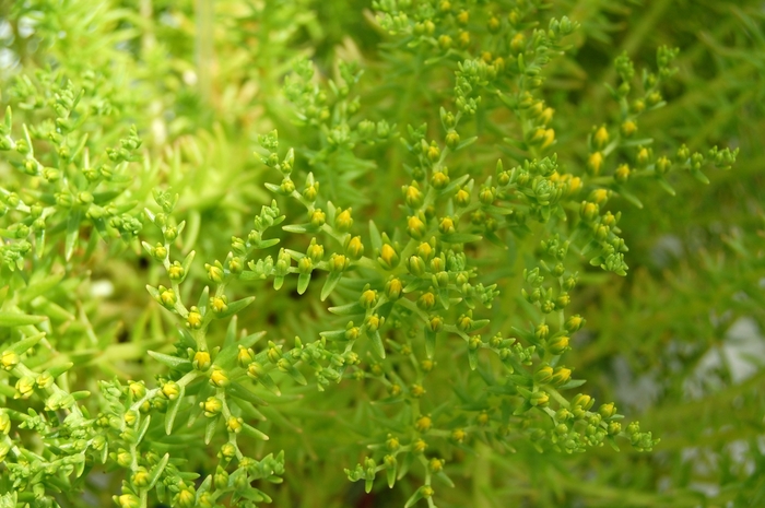 Lemon Ball Stonecrop - Sedum mexicanum 'Lemon Ball' from Kings Garden Center