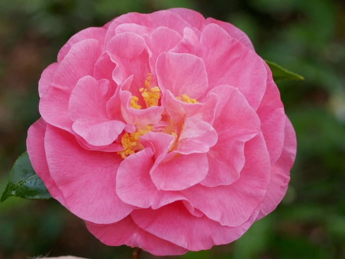 Marie Bracey Camellia - Camellia japonica 'Marie Bracey' from Kings Garden Center