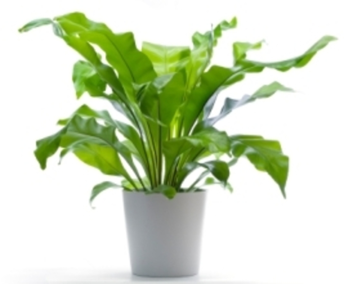 Bird's Nest Fern - Asplenium nidus from Kings Garden Center
