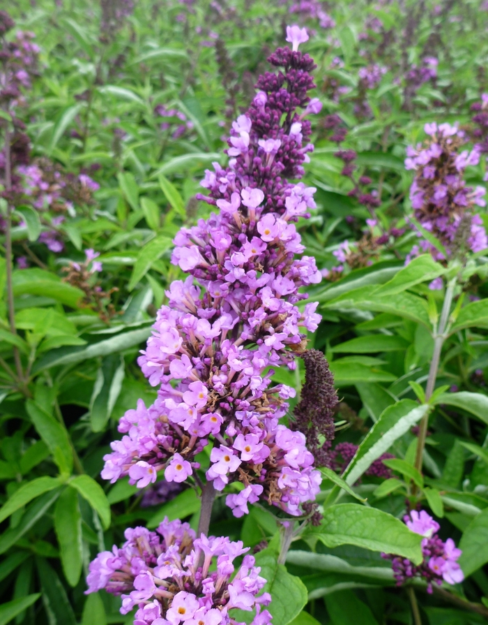 Butterfly Bush - Buddleia 'Tutti Fruitti' from Kings Garden Center