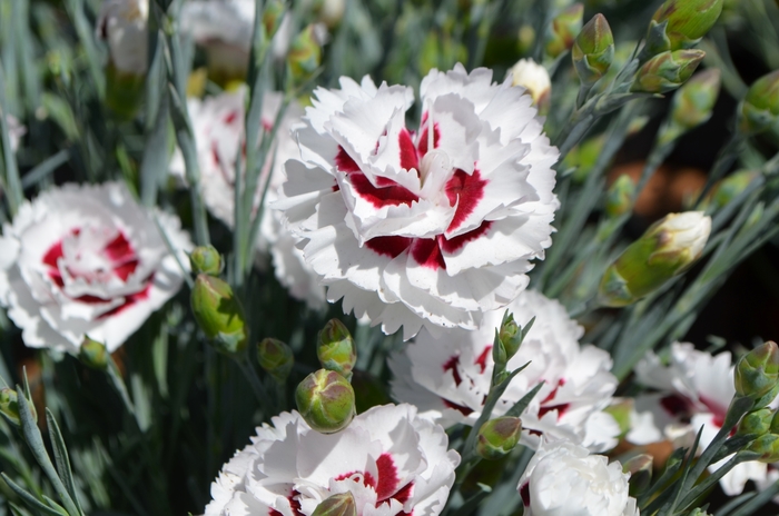 Mini-Carnation - Dianthus 'Coconut Surprise' from Kings Garden Center