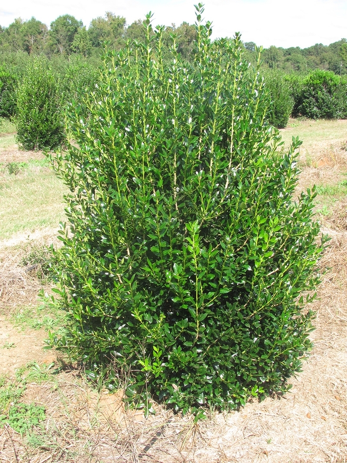 Needlepoint Holly - Ilex cornuta 'Needlepoint' from Kings Garden Center
