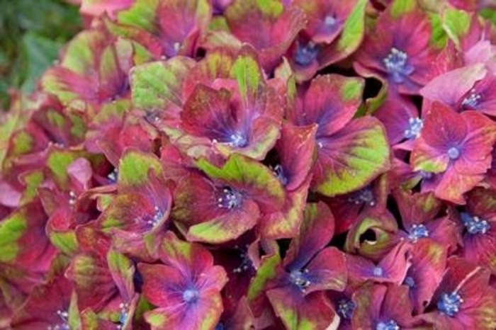 Pistachio Hydrangea - Hydrangea macrophylla 'Horwack' from Kings Garden Center
