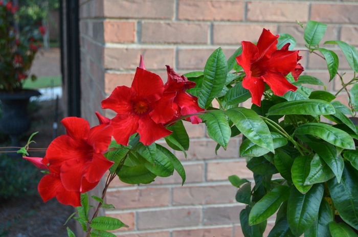 Crimson Sun Parasol® - Mandevilla sunmanderemi from Kings Garden Center