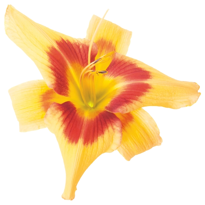 Rainbow Rhythm® - Hemerocallis hybrid 'Tiger Swirl' from Kings Garden Center