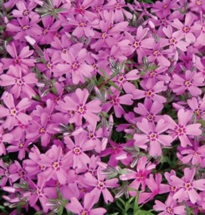 Drummon's Pink Creeping Phlox - Phlox subulata 'Drummond's Pink' from Kings Garden Center