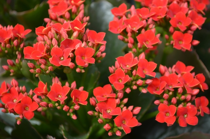 Kalanchoe - from Kings Garden Center