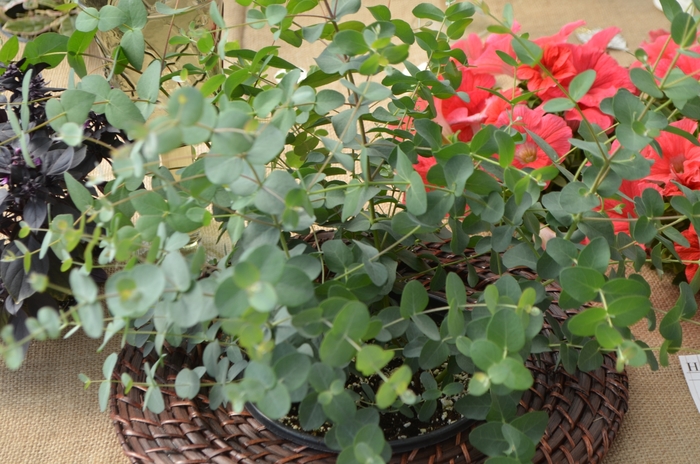 Silverdrop - Eucalyptus gunnii from Kings Garden Center