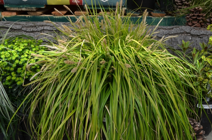 Everillo Sedge - Carex oshimensis 'Everillo' from Kings Garden Center