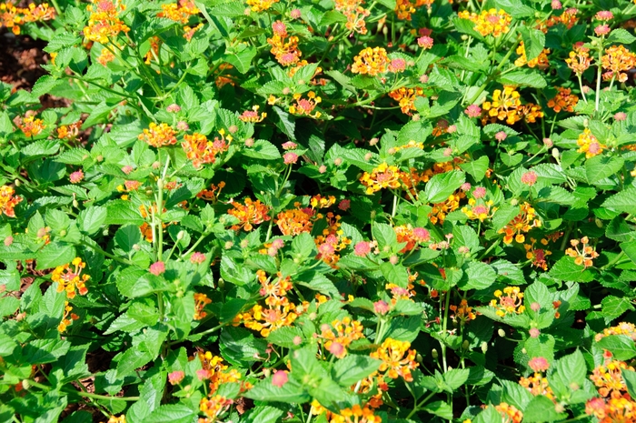 Luscious ® Lantana - Lantana camara 'Marmalade' from Kings Garden Center