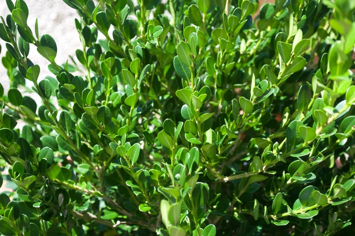 'Winter Gem' Boxwood - Buxus microphylla var. japonica from Kings Garden Center