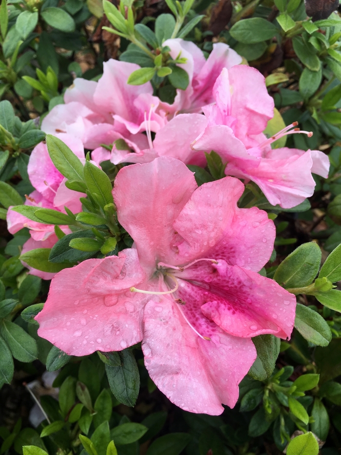 ReBLOOM™ Azalea - Rhododendron x 'Purple Spectacular' from Kings Garden Center