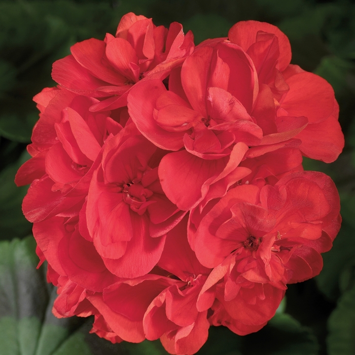Zonal Geranium - Pelargonium x hortorum 'Americana Red' from Kings Garden Center
