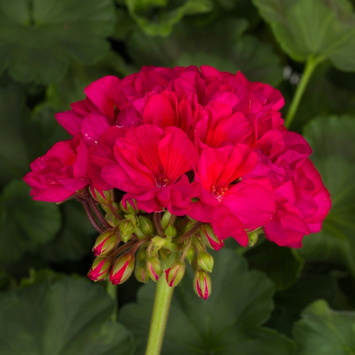 Geranium Zonal - Pelargonium x hortorum 'Tango Neon Purple' from Kings Garden Center