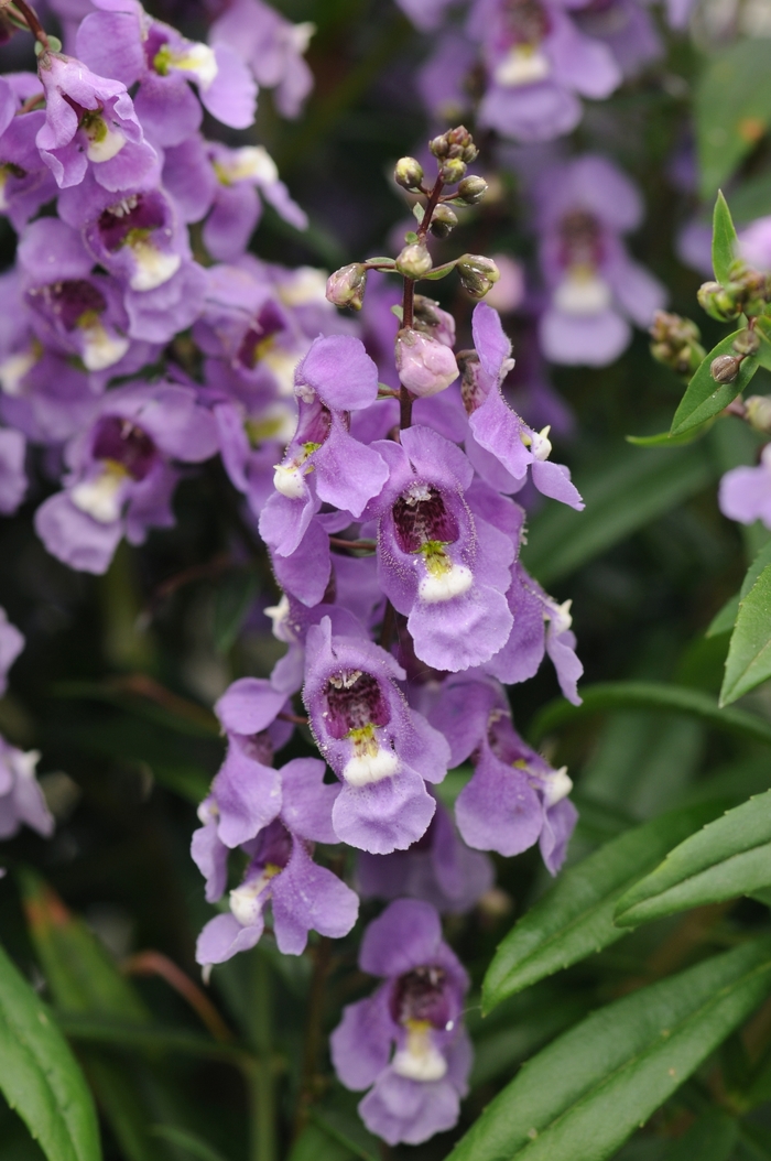 Serenita® Blue Sky Snapdragon - Angelonia angustifolia from Kings Garden Center
